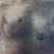 Corinna Weiner - Still life - Nude with insects